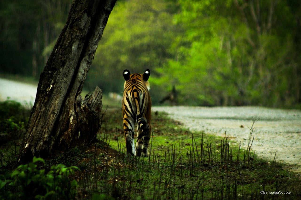 Walk of the King in Kabini Jungles