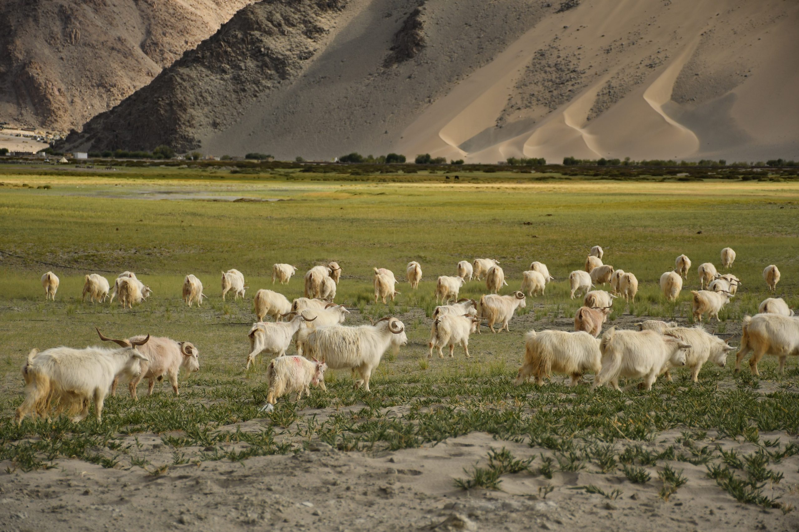 Pashmina goats