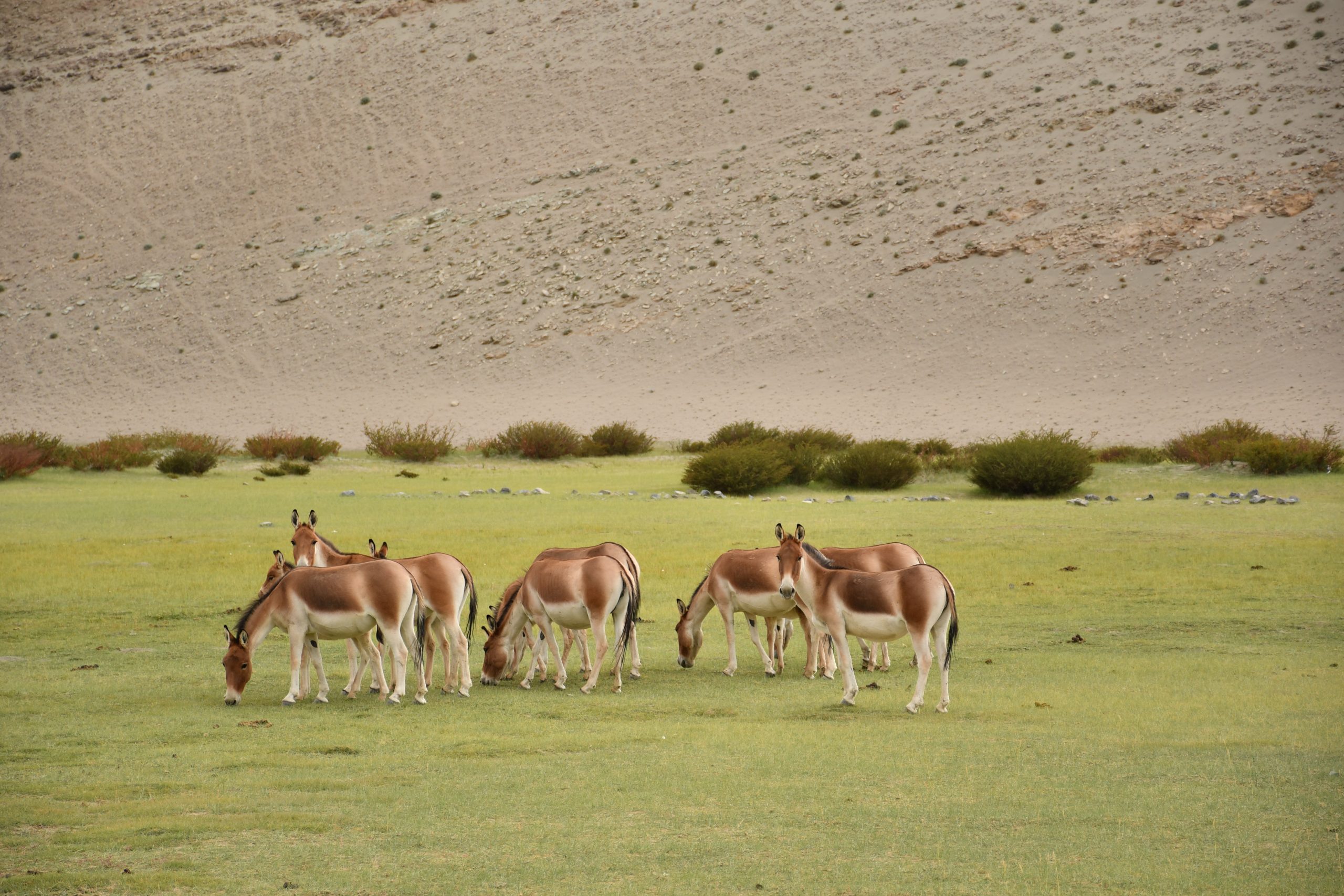Herd of Kiangs