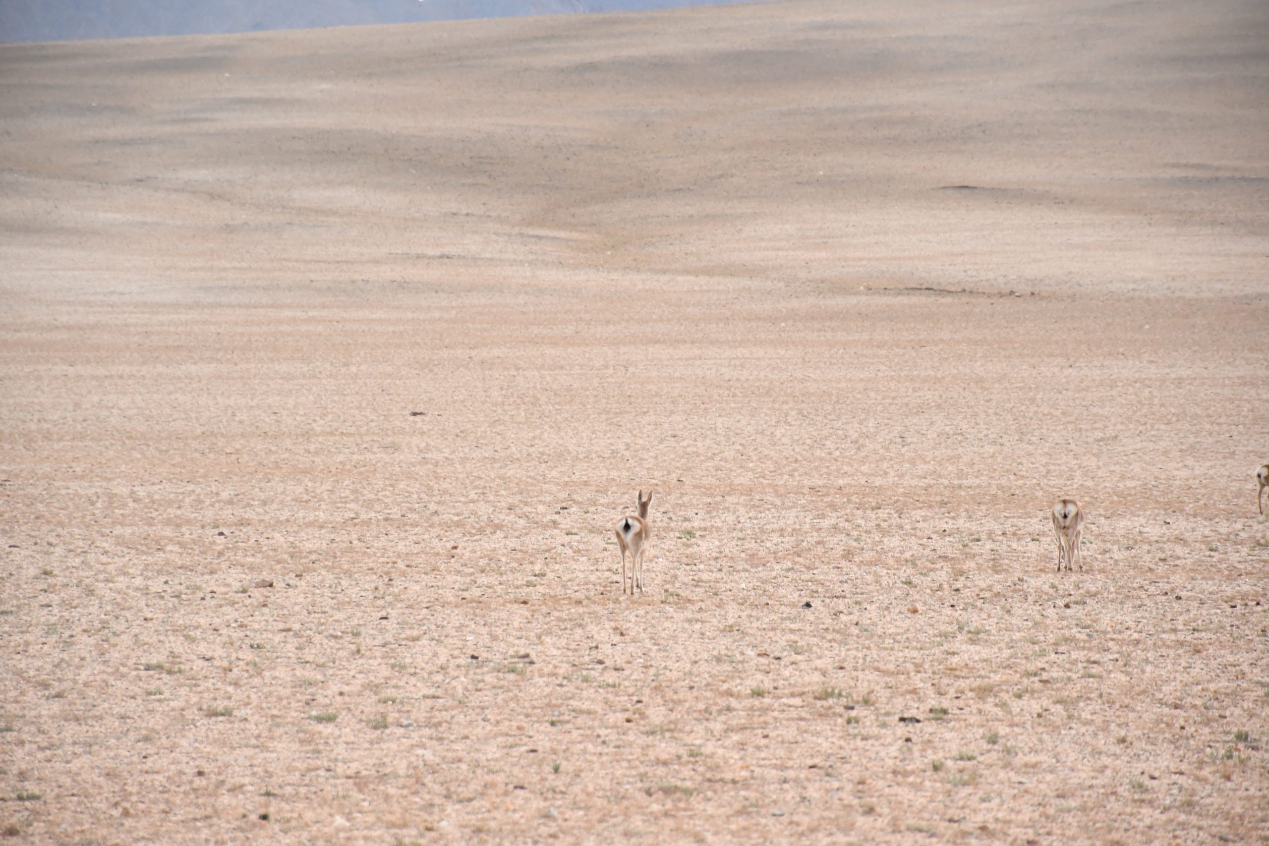 Gua Or Tibetan Gazelle